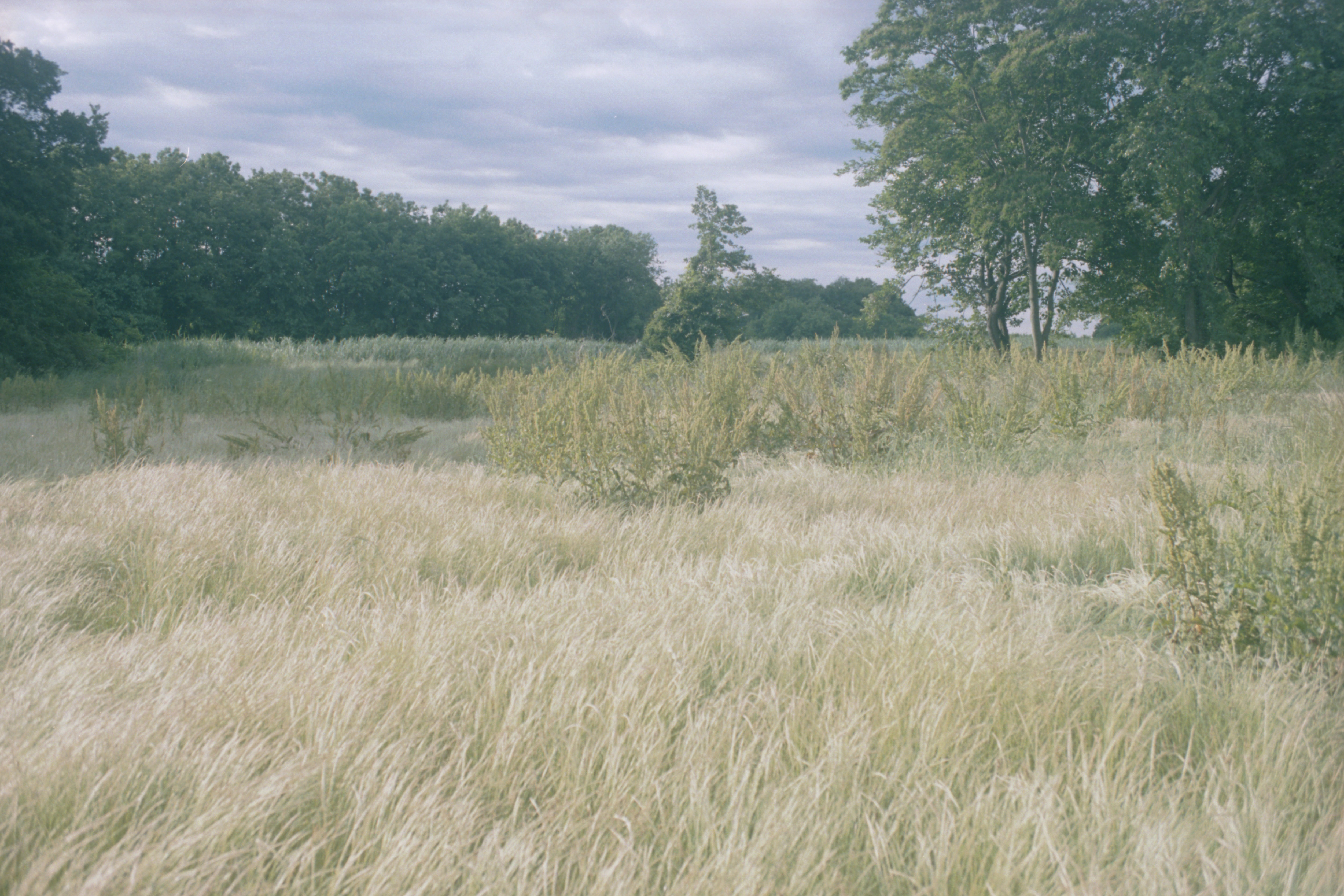 風景写真。風が吹いている草原の中に、色の濃い草がいくつか点在している。奥の方には林が広がっている様子。